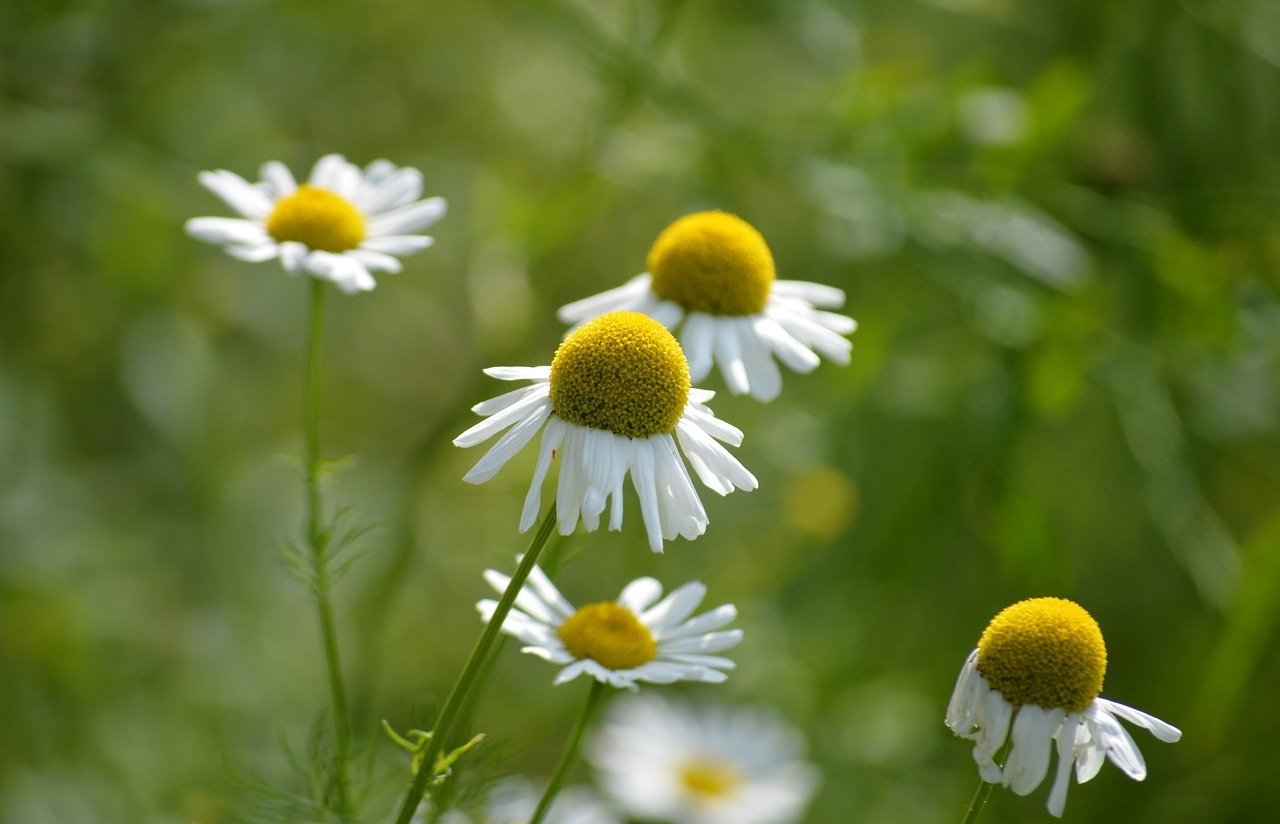 Close-up of chamomile flowers in soft natural light.