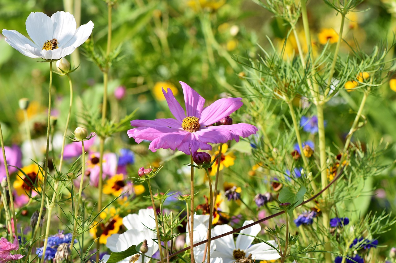 Wildflowers in soft natural light with a bee on one bloom.