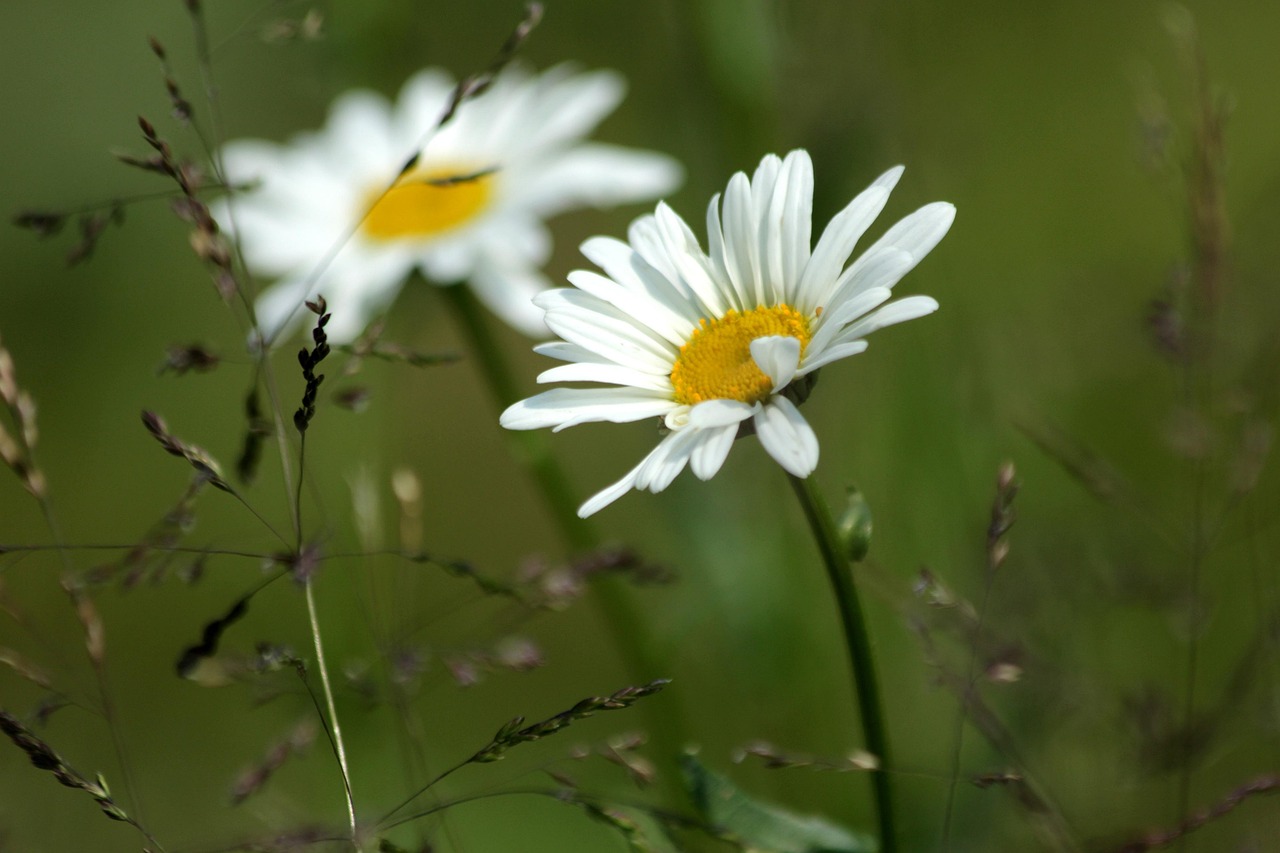 Two white daisies growing side by side in soft natural light.