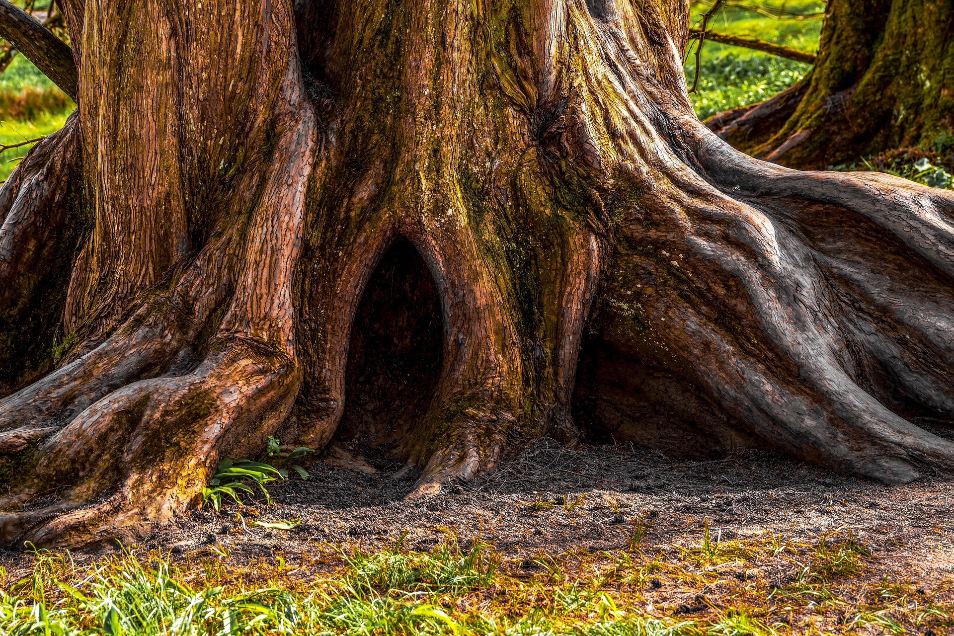 The base of an old tree with deep, exposed roots and a hollow opening, symbolizing grounded selfhood and the inner courage to be yourself in love.