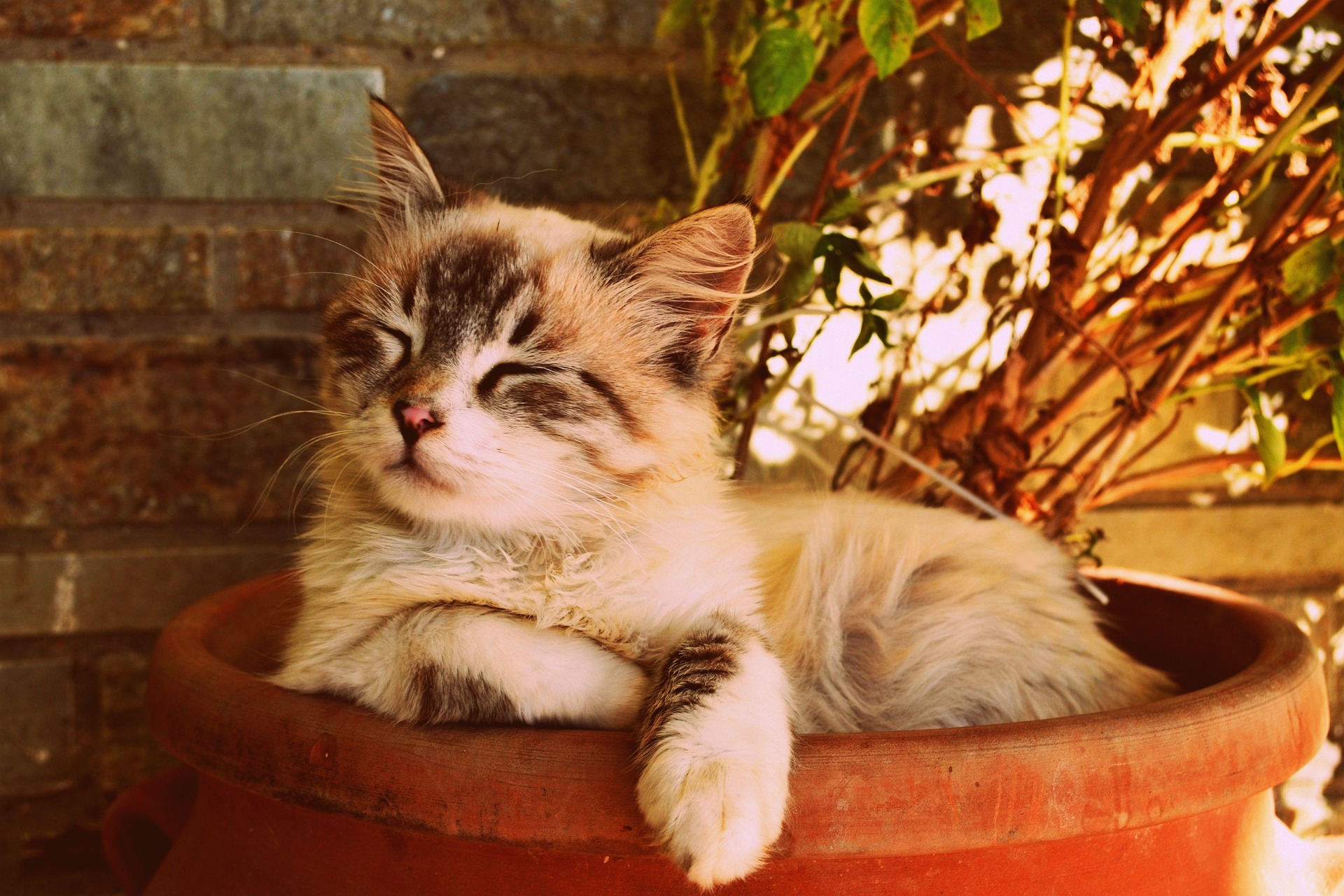 A relaxed cat sleeping in a terracotta planter surrounded by green leaves, symbolizing emotional safety and a sense of being held.
